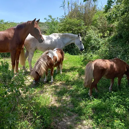 Casinha Da Lareira - Quintinha Dos Cavalos- * Arruda dos Vinhos