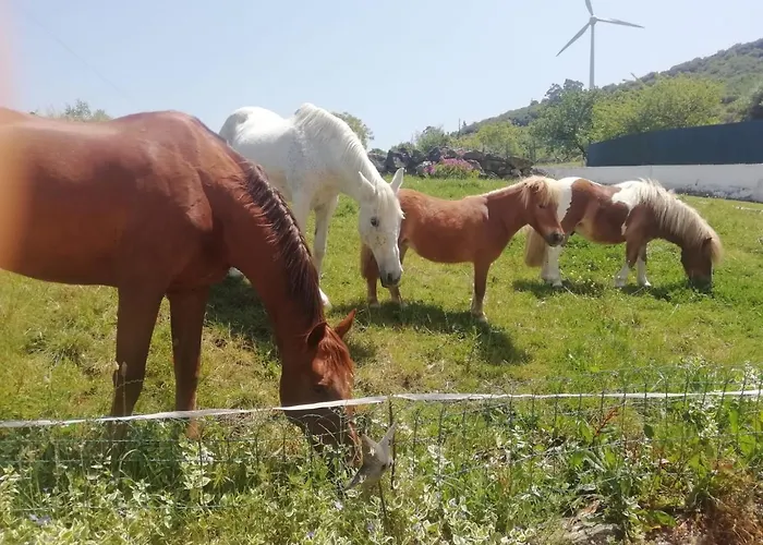 Casinha Da Lareira - Quintinha Dos Cavalos- Chalet *